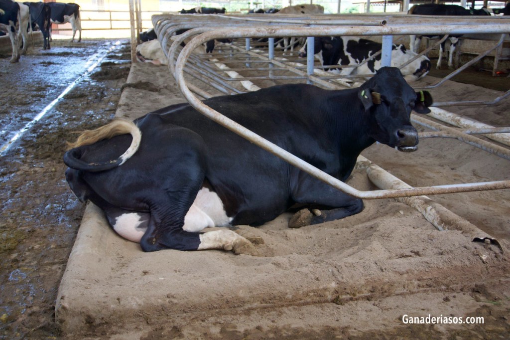 EDEMA UBRE: PREVENCIÓN VERSUS&nbsp;TRATAMIENTO