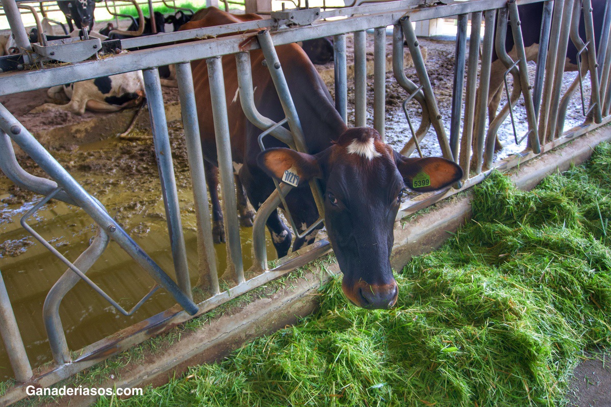 FISIOLOGIA DEL DOLOR Y EL BIENESTAR EN ANIMALES DE GRANJA