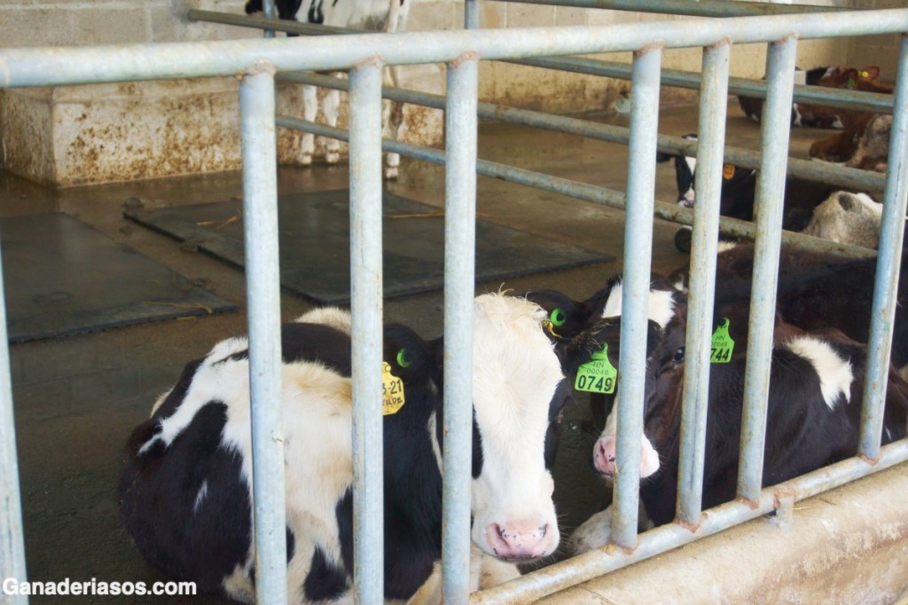 RESILIENCIA, UN NUEVO ENFOQUE SOBRE LA SALUD EN&nbsp;TERNEROS
