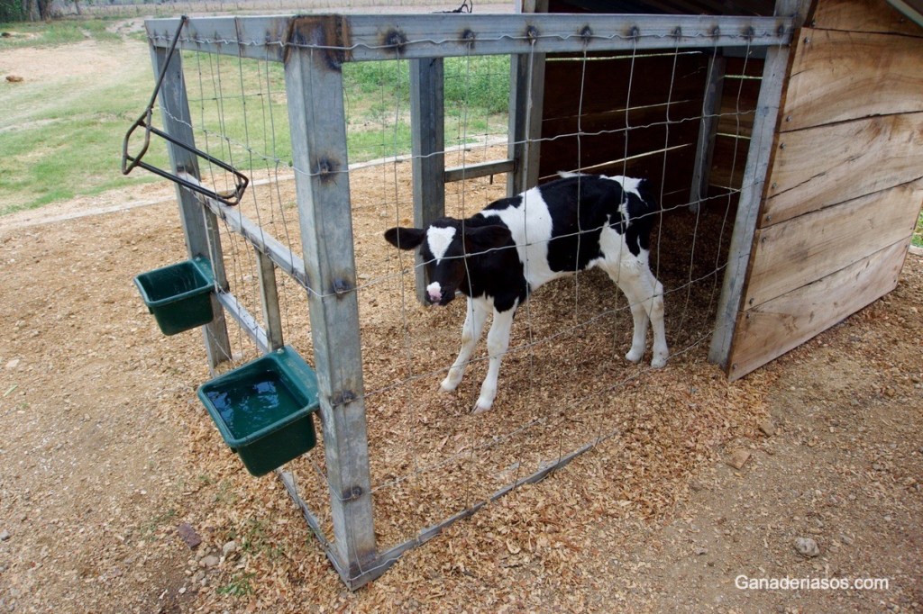 PRESENCIA DE NEUMONÍA Y DIARREA EN TERNERAS Y EL EFECTO EN SU VIDA&nbsp;PRODUCTIVA