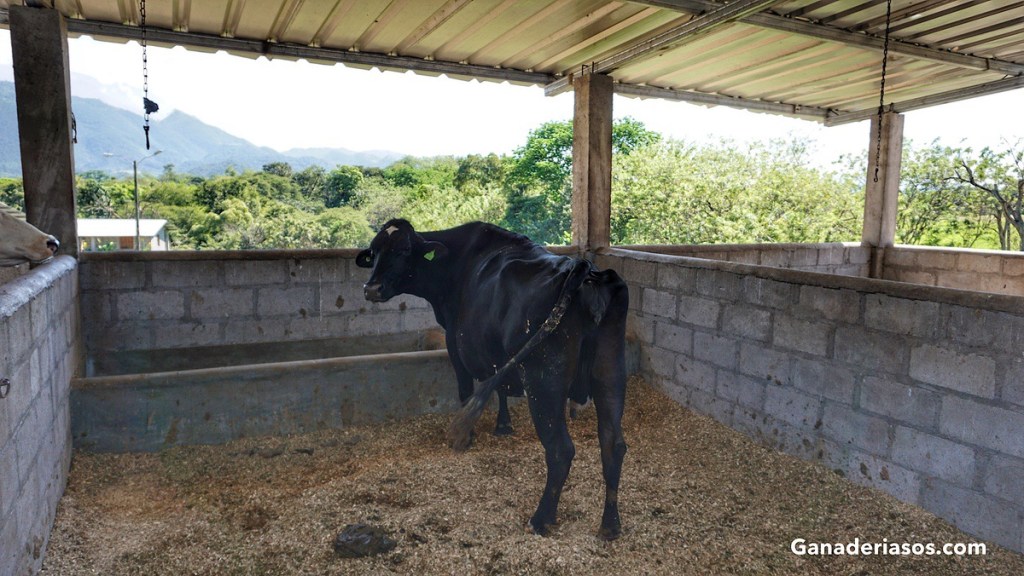 ESTRATEGIAS PARA ASEGURAR EL BIENESTAR ANIMAL EN&nbsp;GRANJA