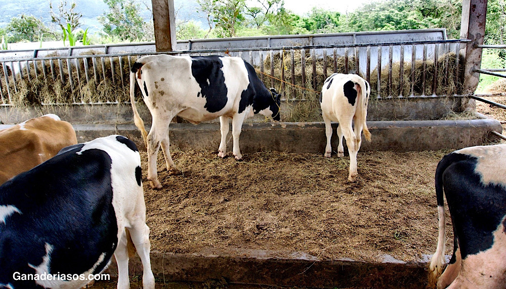 PUNTOS CLAVES PARA TENER BUENOS PARÁMETROS EN EL ÁREA DE&nbsp;REPRODUCCIÓN