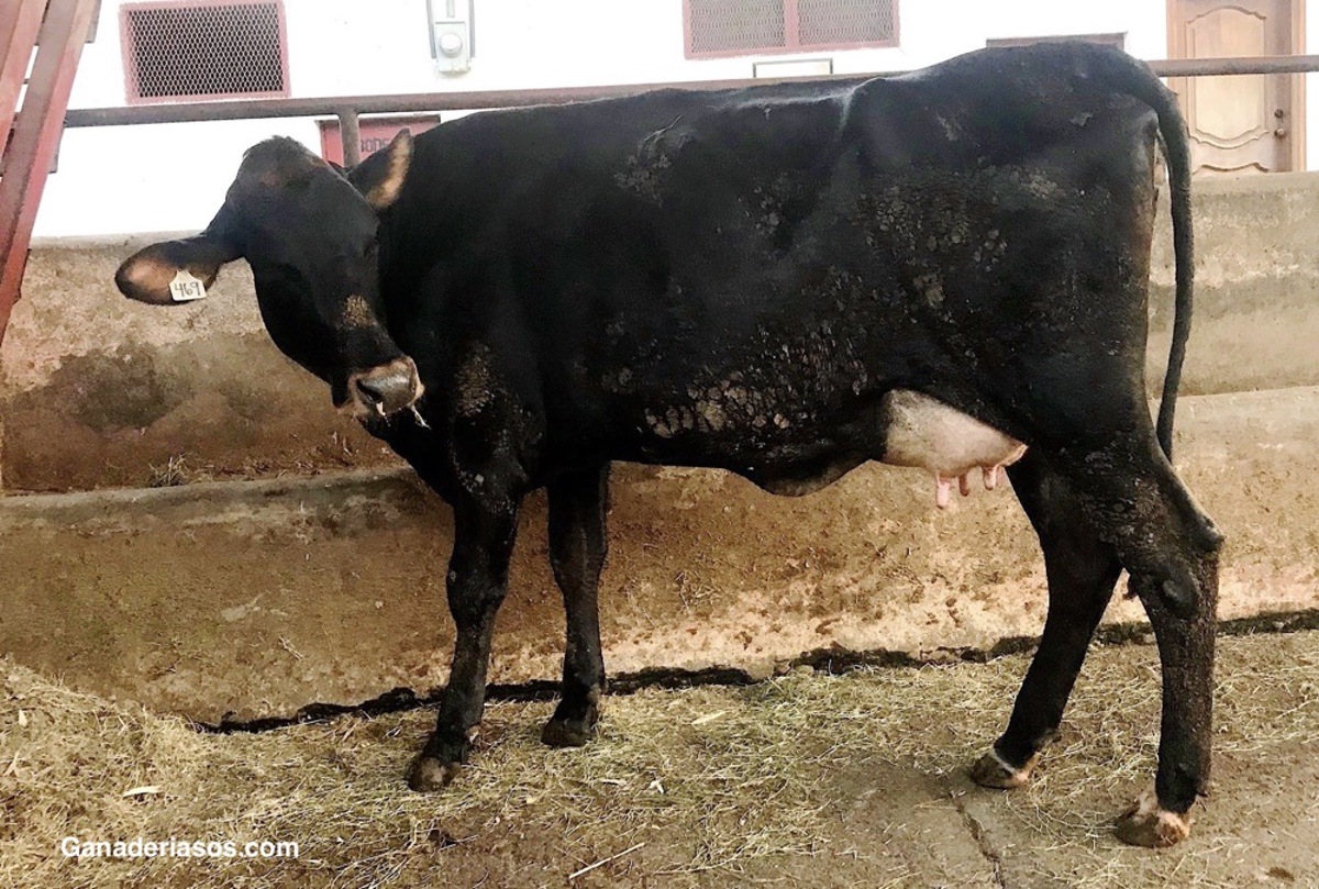 MINIMIZANDO EL RIESGO DE CETOSIS EN EL GANADO LECHERO