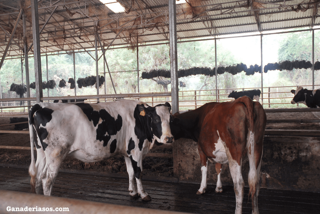 «MANEJO PROACTIVO VERSUS REACTIVO DEL RIESGO DE MICOTOXINAS»