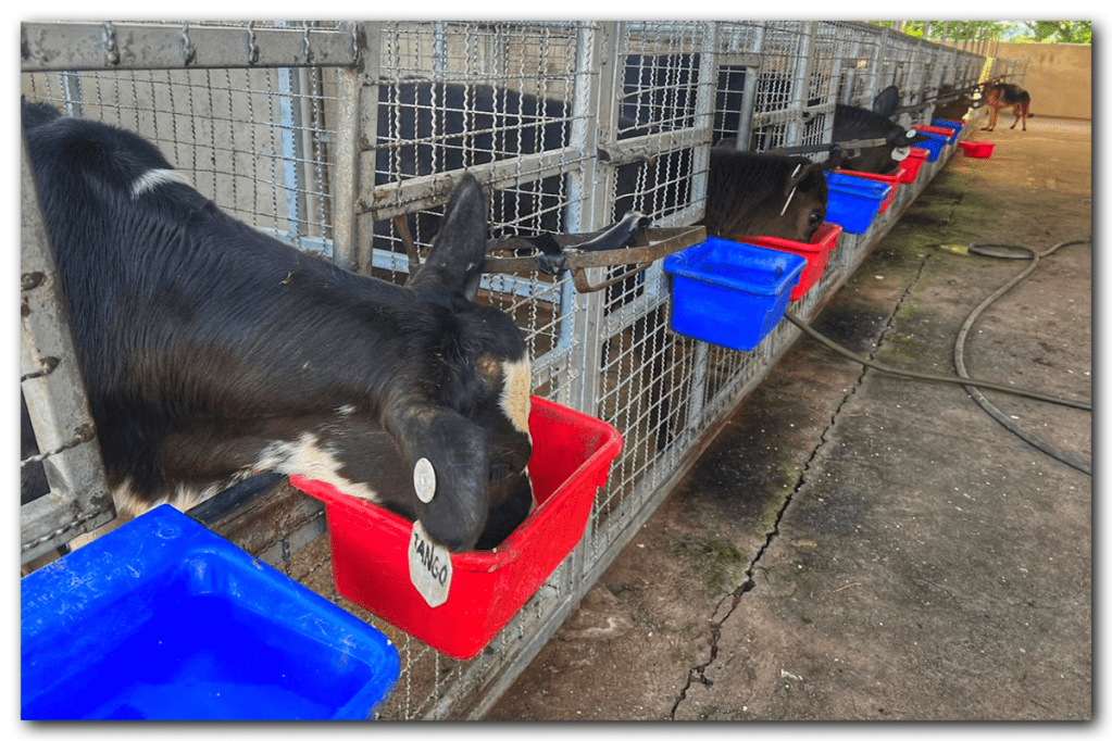 ALIMENTACIÓN DE TERNERAS ALOJADAS EN GRUPO