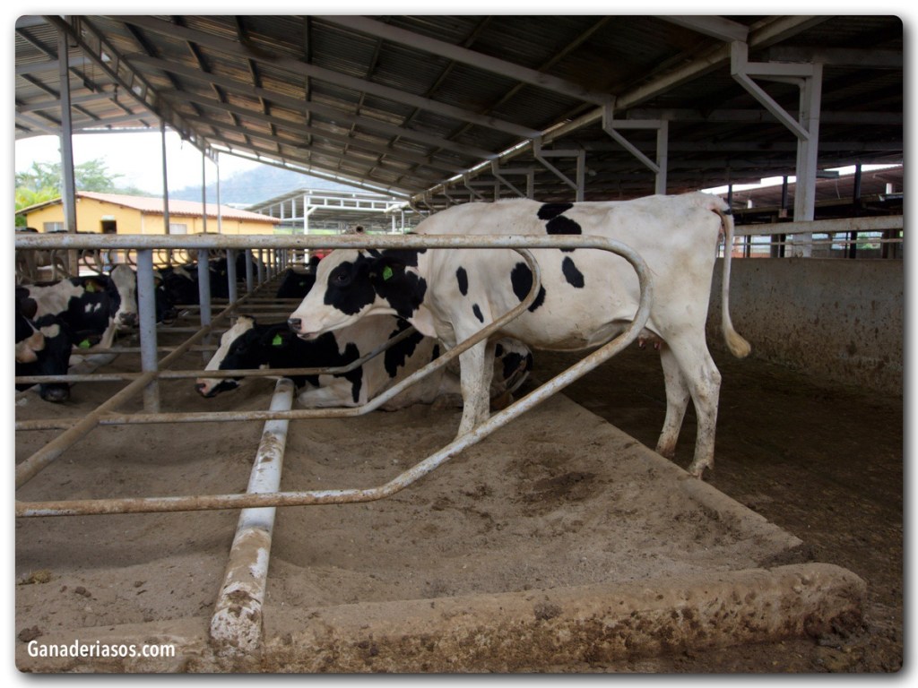 MEJORANDO LA EFICIENCIA ALIMENTICIA EN BOVINOS&nbsp;LECHEROS