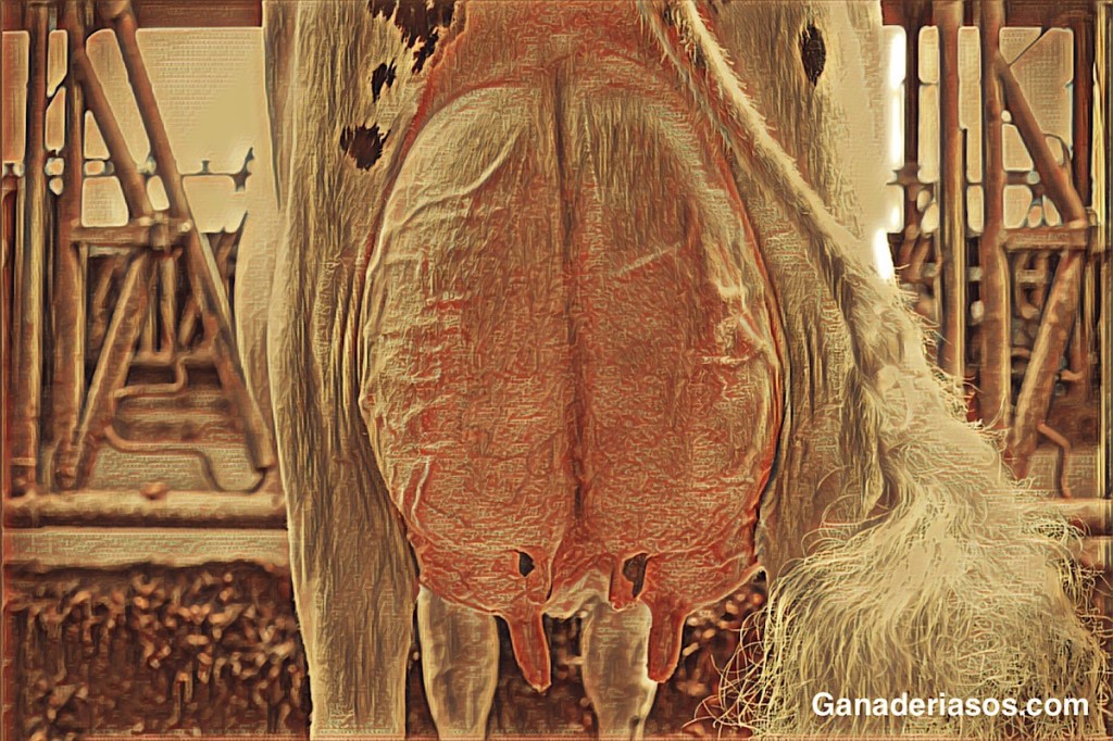 ¿QUÉ EFECTOS PUEDE TENER LA (MASTITIS) MAMITIS SUBCLÍNICA EN LA TASA DE REPRODUCCIÓN EN LAS GRANJAS DE VACUNO DE&nbsp;LECHE?