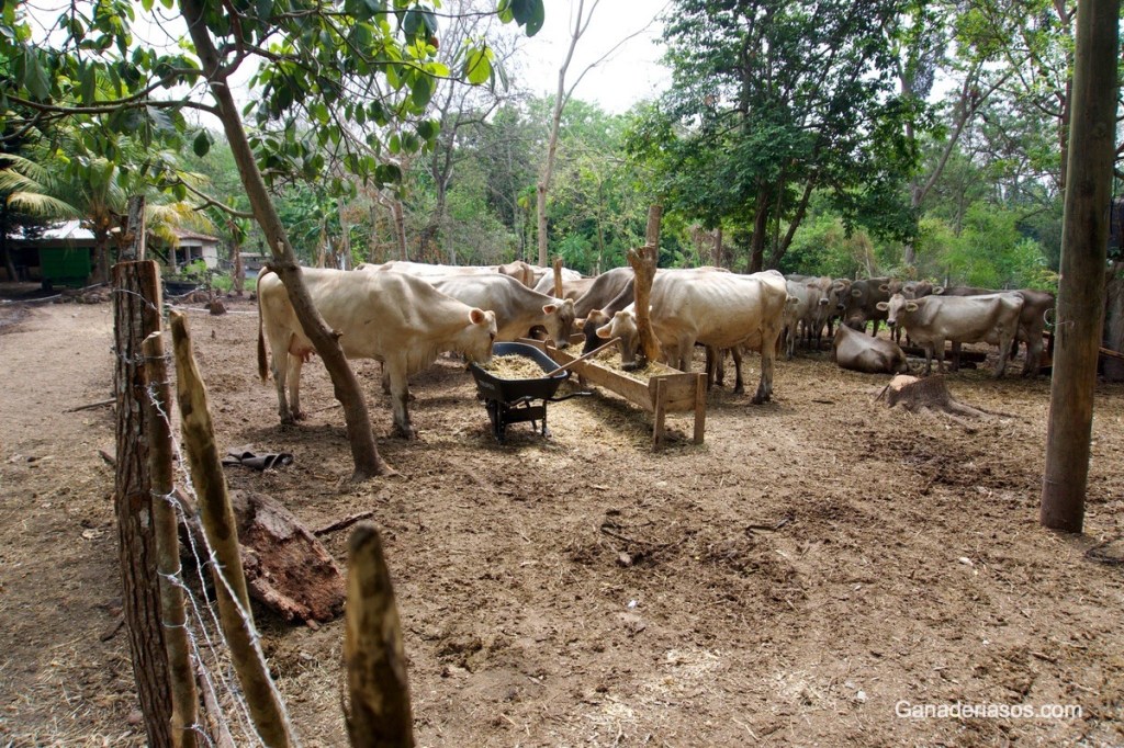 LA LECHE DE DESCARTE EN LA MIRA DE LA RESISTENCIA A LOS&nbsp;ANTIBIÓTICOS