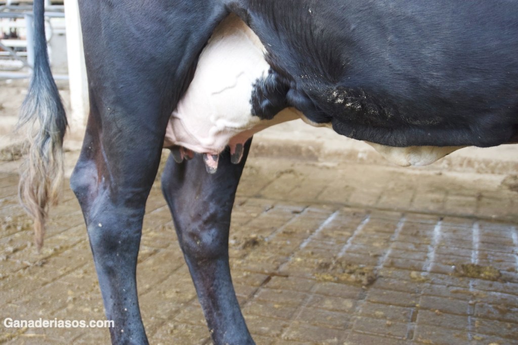 EL IMPACTO DE LA CETOSIS EN LA CALIDAD NUTRICIONAL DE LA&nbsp;LECHE
