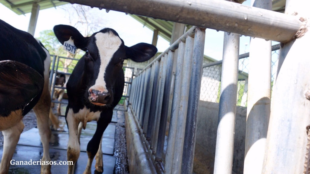 EXCEDENTE DE REEMPLAZOS LECHEROS (VAQUILLAS) EN UNA LECHERÍA: ¿BENEFICIA O&nbsp;PERJUDICA?