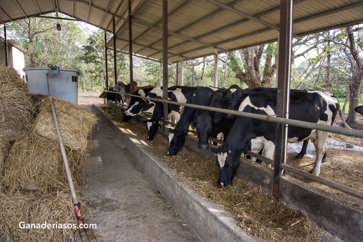 CEBA DE VACAS DE DESCARTE DE RAZA FRISONA