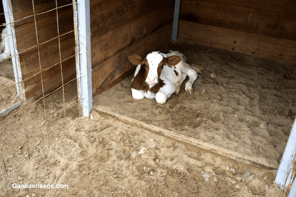DIARREA NEONATAL EN&nbsp;TERNERAS