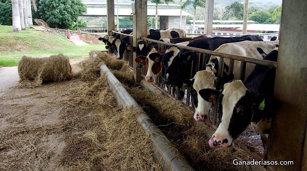 HABILIDADES DE ENTRENAMIENTO PARA EL VETERINARIO DE GRANJA