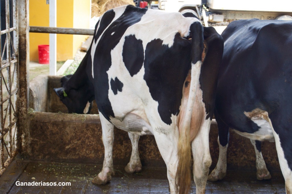 EFECTOS DE LA SUPLEMENTACIÓN DE METIONINA PROTEGIDA DE LA DEGRADABILIDAD RUMINAL SOBRE LA PRODUCCIÓN Y COMPOSICIÓN DE LA LECHE DE VACAS HOLSTEIN