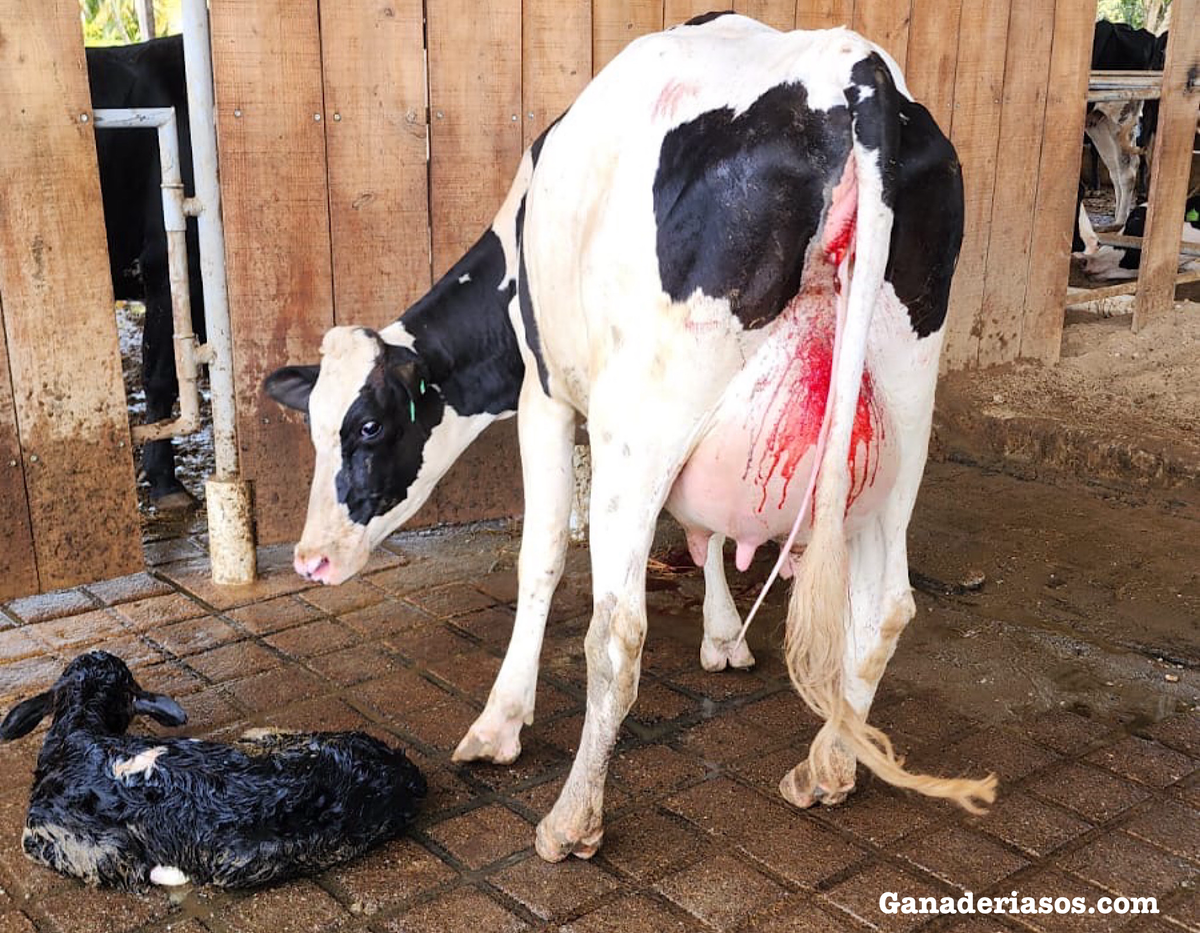 PREVENCIÓN DE LA DIARREA EN TERNEROS: LOS PILARES DEL MANEJO DE TERNEROS