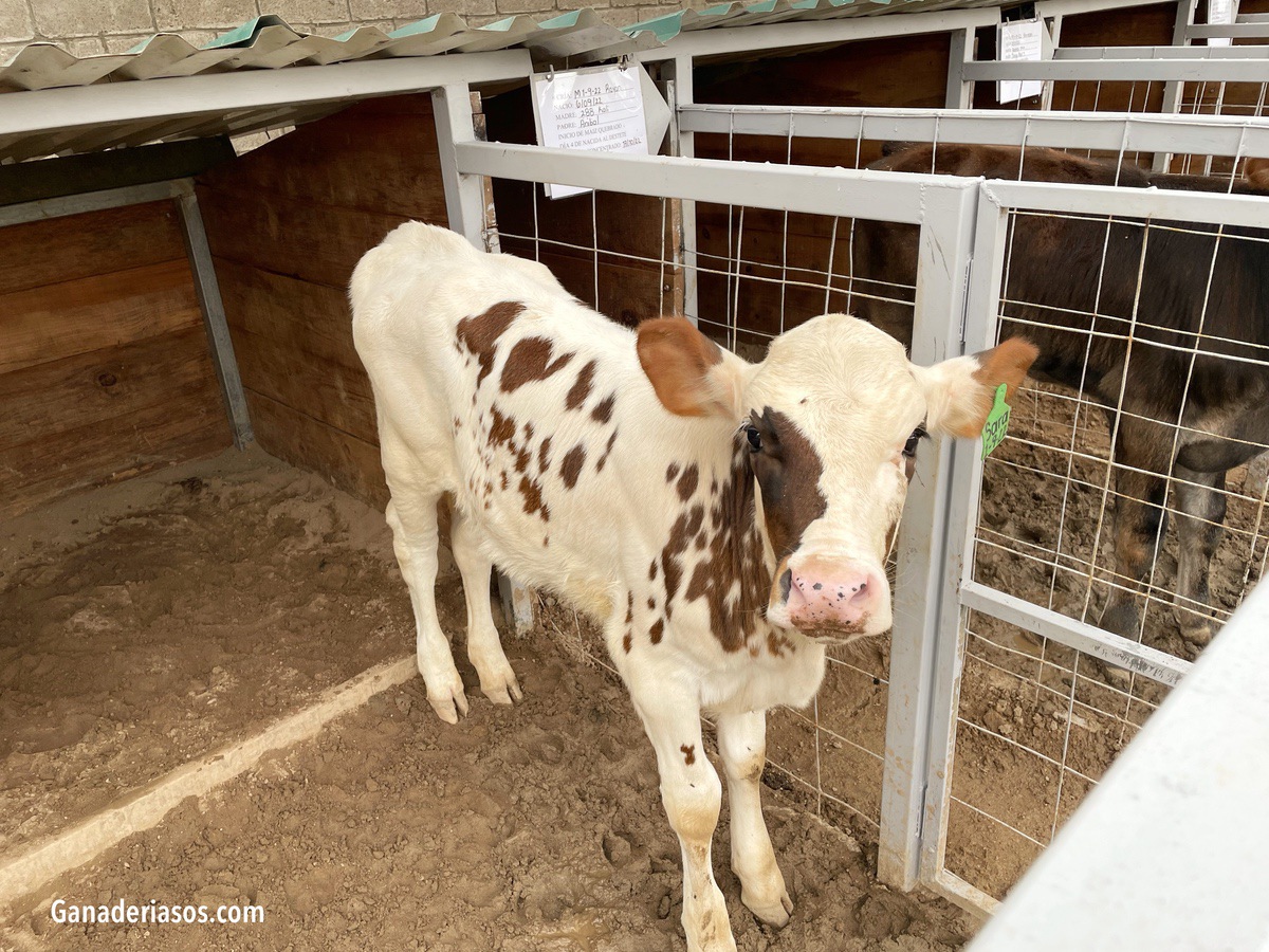 PAUTAS PARA UN BUEN ENCALOSTRADO Y REDUCIR LAS DIARREAS EN LOS TERNEROS