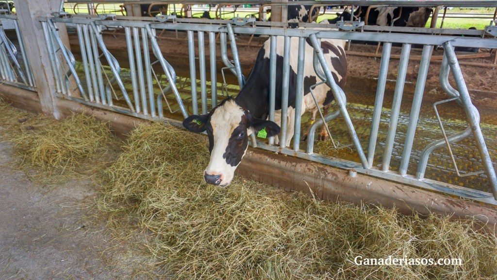 MEJORA DE LA RENTABILIDAD MEDIANTE LA PRODUCCIÓN DE GRASA&nbsp;LÁCTEA