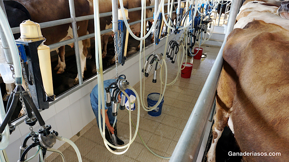 ¿ESTAMOS ORDEÑANDO A LAS VACAS&nbsp;EFICIENTEMENTE?