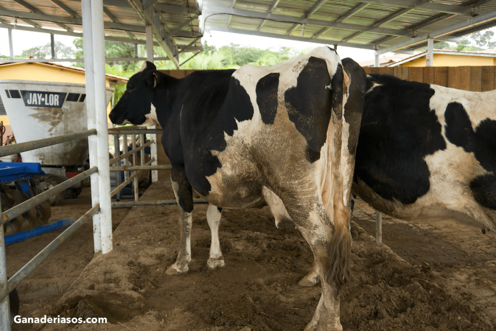 EL CONCEPTO DE “CICLO DE LA ALTA FERTILIDAD” EN VACAS DE&nbsp;LECHE