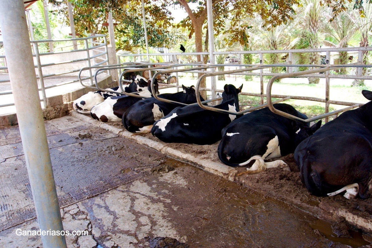 LOS COMPONENTES DE LA LECHE DEPENDEN DEL ESTADO RUMINAL