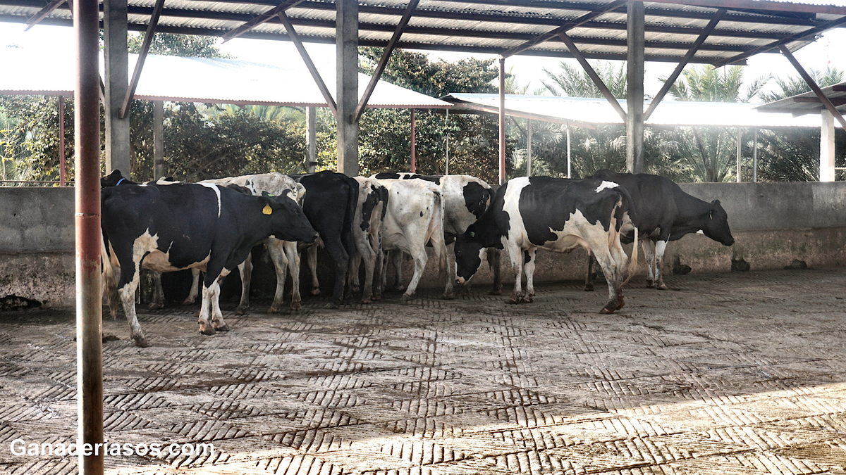 LAS GANADERÍAS DEBERÁN CONTAR CON UN PLAN DE BIENESTAR ANIMAL ELABORADO POR EL VETERINARIO DE LA EXPLOTACIÓN