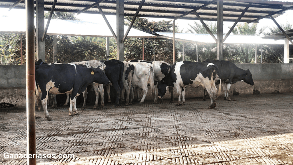 LAS GANADERÍAS DEBERÁN CONTAR CON UN PLAN DE BIENESTAR ANIMAL ELABORADO POR EL VETERINARIO DE LA&nbsp;EXPLOTACIÓN