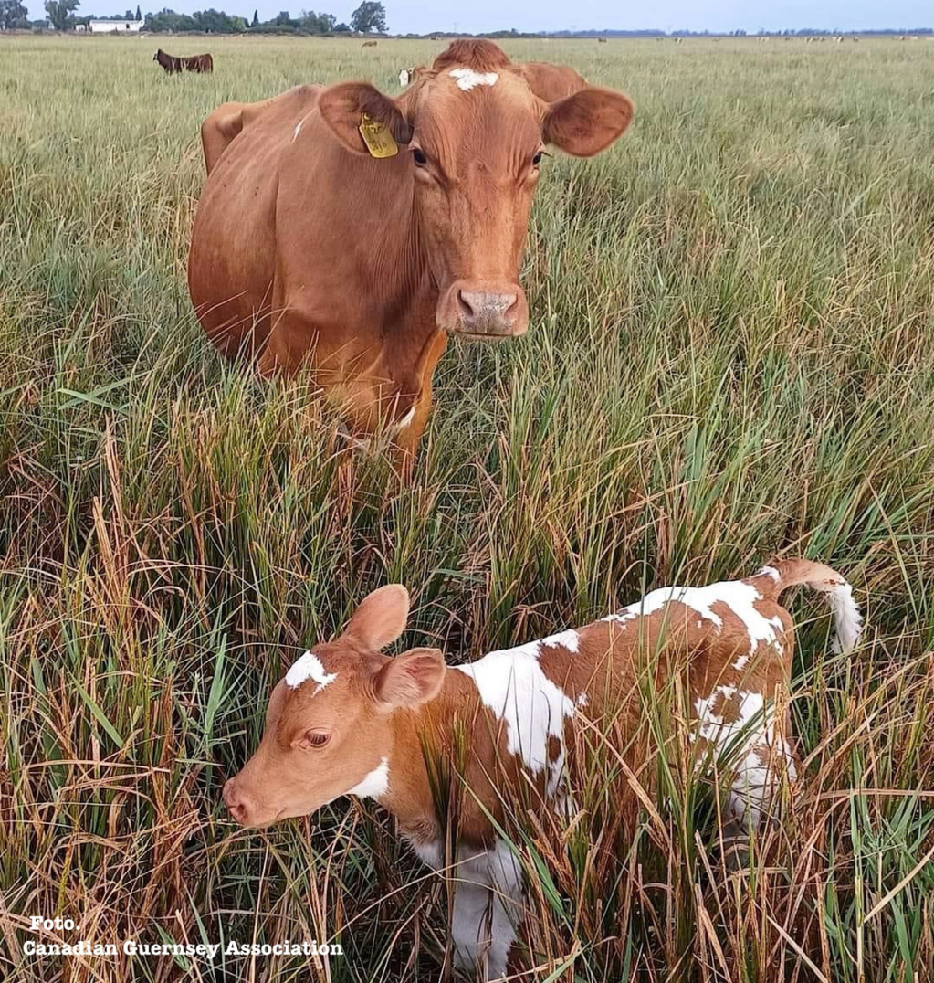 COLABORANDO CON LOS GANADEROS PARA LOGRAR LOS MEJORES RESULTADOS EN EL&nbsp;PARTO