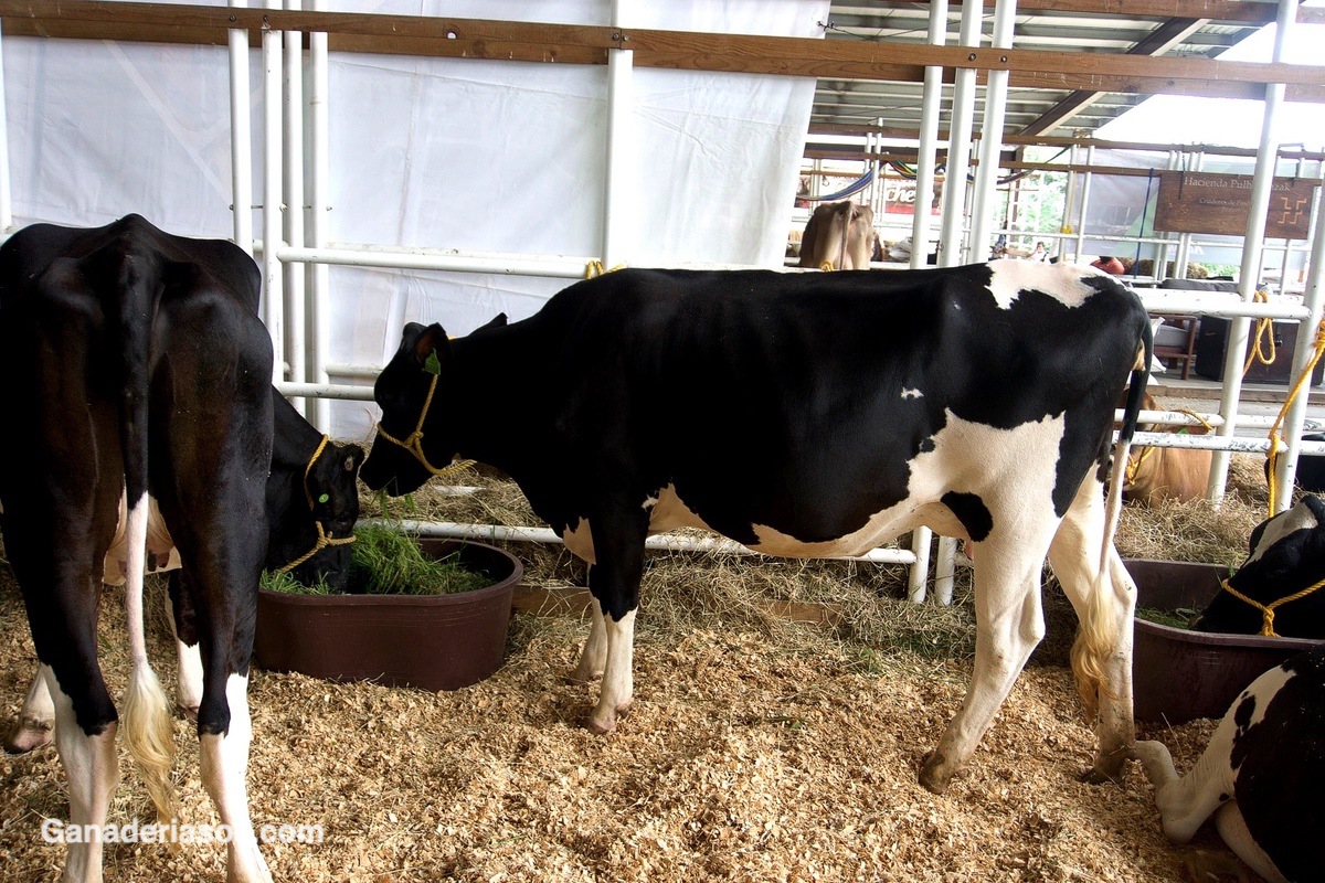 LA MISMA DIETA DEL VECINO PERO CON PRODUCCIONES DIFERENTES