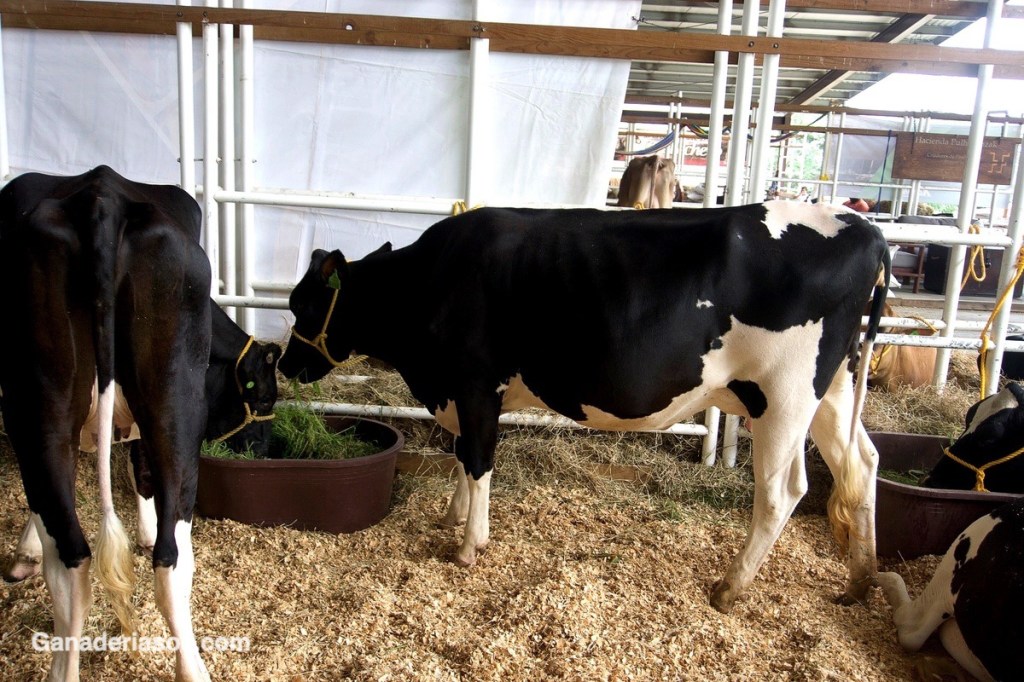 LA MISMA DIETA DEL VECINO PERO CON PRODUCCIONES&nbsp;DIFERENTES