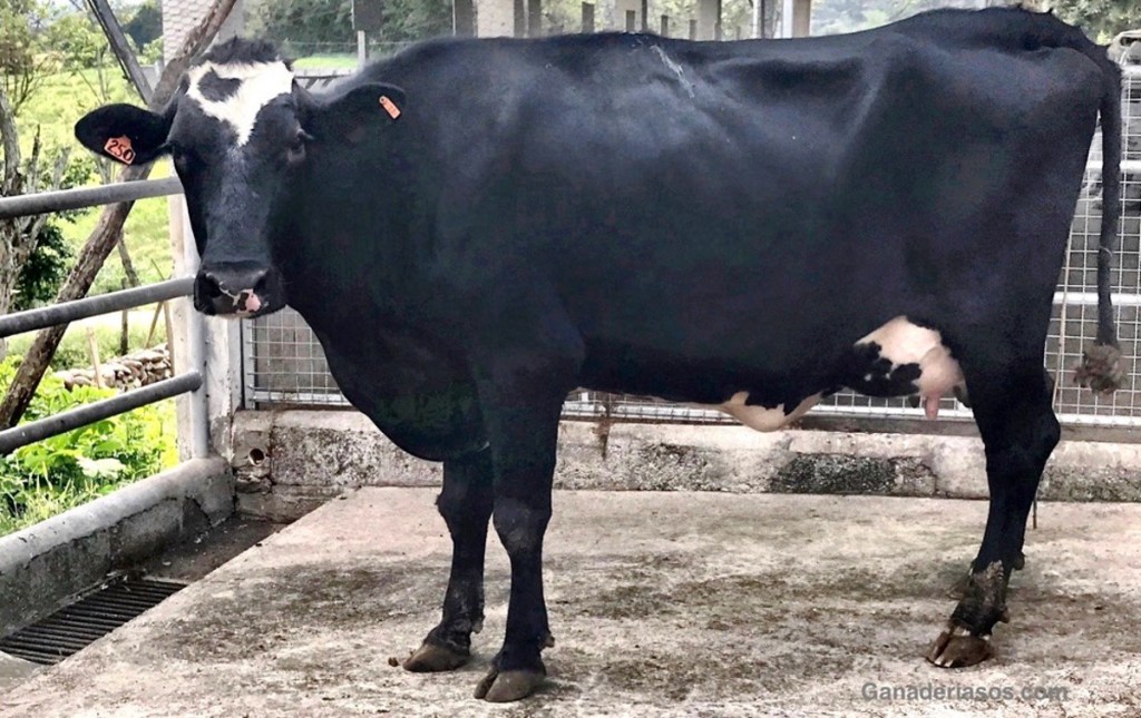 ANESTRO POSPARTO EN VACAS LECHERAS: TRATAMIENTOS&nbsp;HORMONALES