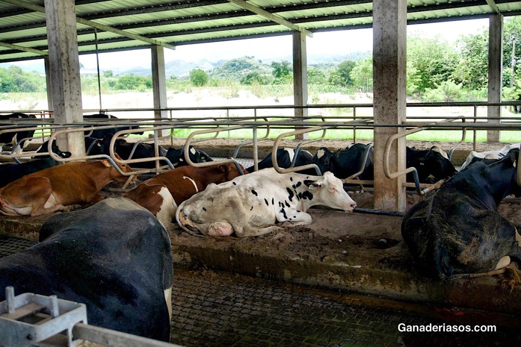 ASOCIACIÓN ENTRE LA DURACIÓN DEL PERIODO SECO Y LA GRASA, LA PROTEÍNA Y LA PRODUCCIÓN DE LECHE EN LA SIGUIENTE&nbsp;LACTACIÓN