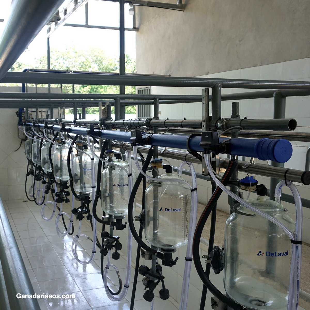 SALA, ROBOT O ROTATIVA: ¿CUÁNDO OPTAR POR UN SISTEMA DE ORDEÑO U OUTRO?