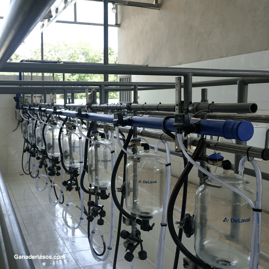 SALA, ROBOT O ROTATIVA: ¿CUÁNDO OPTAR POR UN SISTEMA DE ORDEÑO U&nbsp;OUTRO?