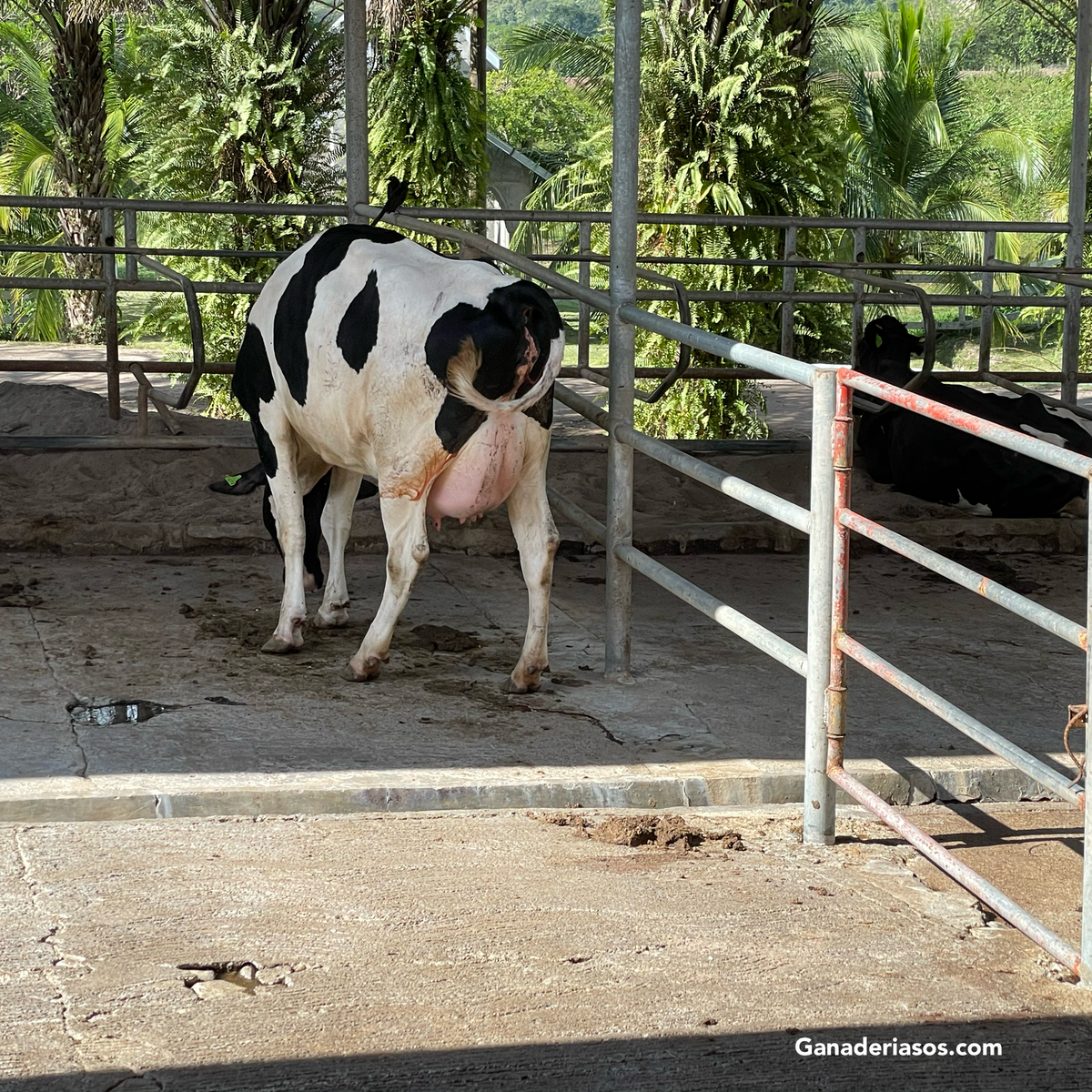 IMPORTANTE PROYECTO EN ESTADOS UNIDOS: MEJORAMIENTO DE LA CRÍA DE VACAS PARA AUMENTAR LA EFICIENCIA ALIMENTARIA
