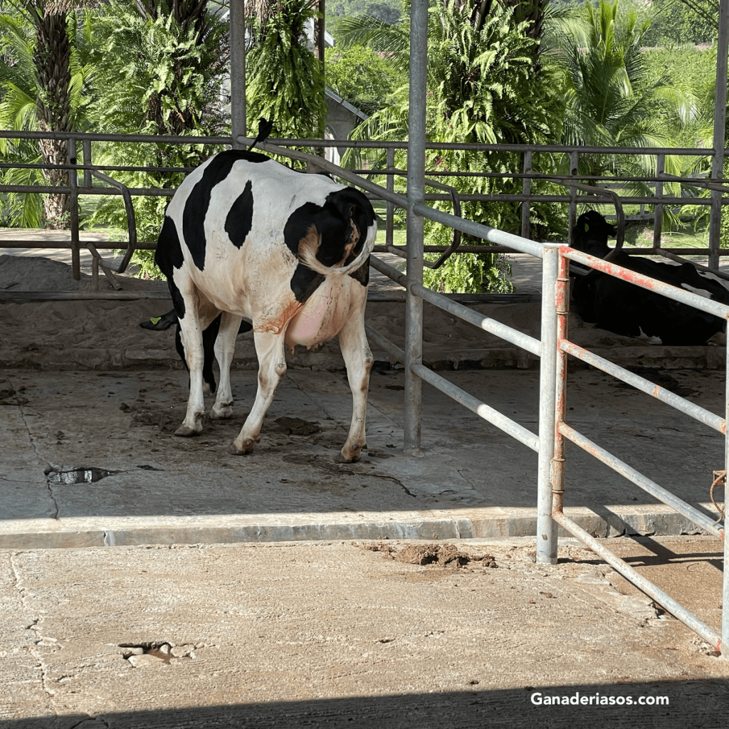 IMPORTANTE PROYECTO EN ESTADOS UNIDOS: MEJORAMIENTO DE LA CRÍA DE VACAS PARA AUMENTAR LA EFICIENCIA&nbsp;ALIMENTARIA