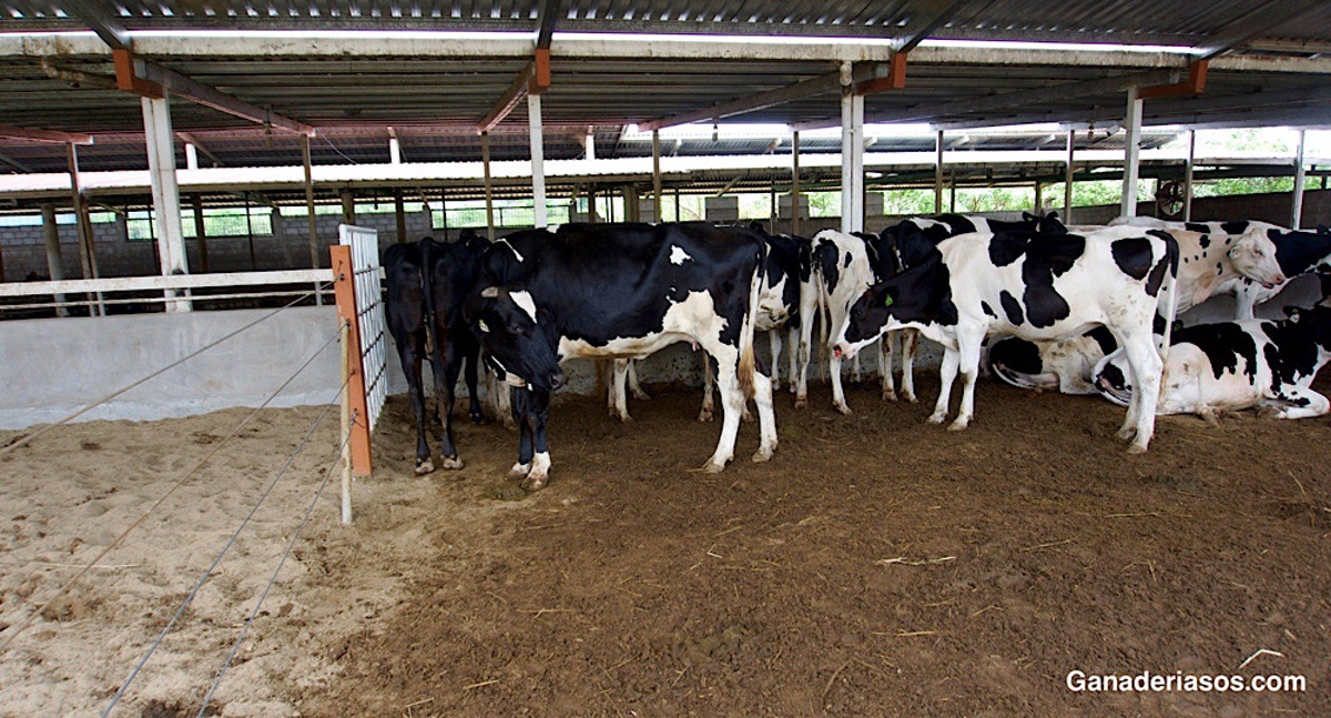 DIAGNÓSTICO DE ACTIVIDAD OVÁRICA: UNA HERRAMIENTA QUE DEBEMOS CONOCER