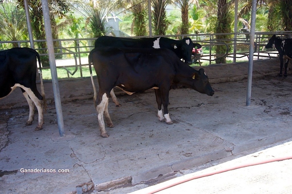 «HOY LA CONSANGUINIDAD EN LA RAZA HOLSTEIN ES UN PROBLEMA PARA LA RENTABILIDAD DE LAS&nbsp;GRANJAS»