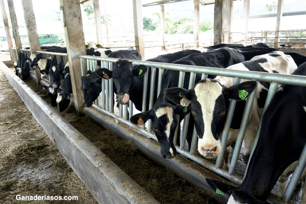 CEBA EN GALICIA: OPTIMIZACIÓN Y PROTOCOLIZACIÓN DE UN SISTEMA DE ENGORDE DE TERNERO FRISÓN RENTABLE Y&nbsp;REPLICABLE