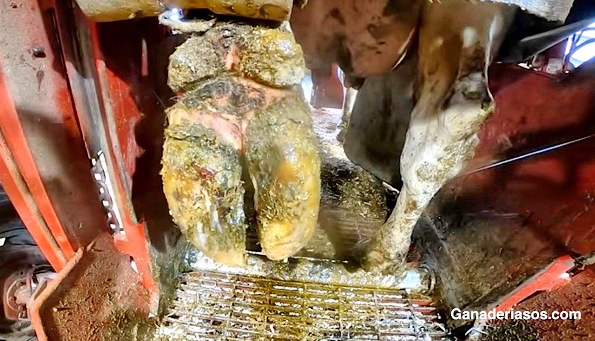 EL RECORTE DE PEZUÑAS DEBE SER UNA EXPERIENCIA TRANQUILA PARA LA VACA, HAY QUE BUSCAR UN MANEJO SIN ESTRÉS