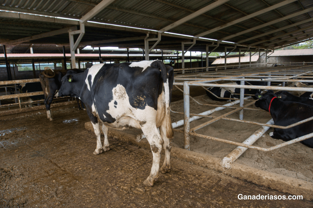 ENFOQUES NUTRICIONALES PARA COMBATIR LA DISMINUCIÓN DE LA REPRODUCCIÓN EN LAS VACAS&nbsp;LECHERAS