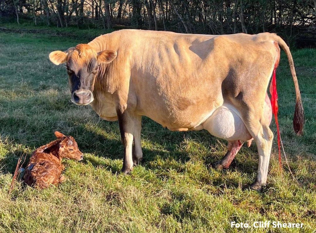 ENFERMEDAD UTERINA POSPARTO