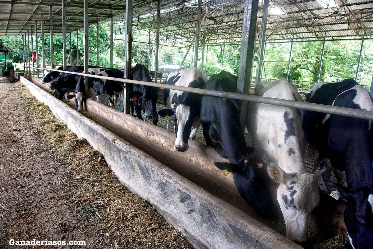 SALUD MAMARIA: APROVECHANDO EL PODER DE LOS POSTBIÓTICOS (PARTE 2)