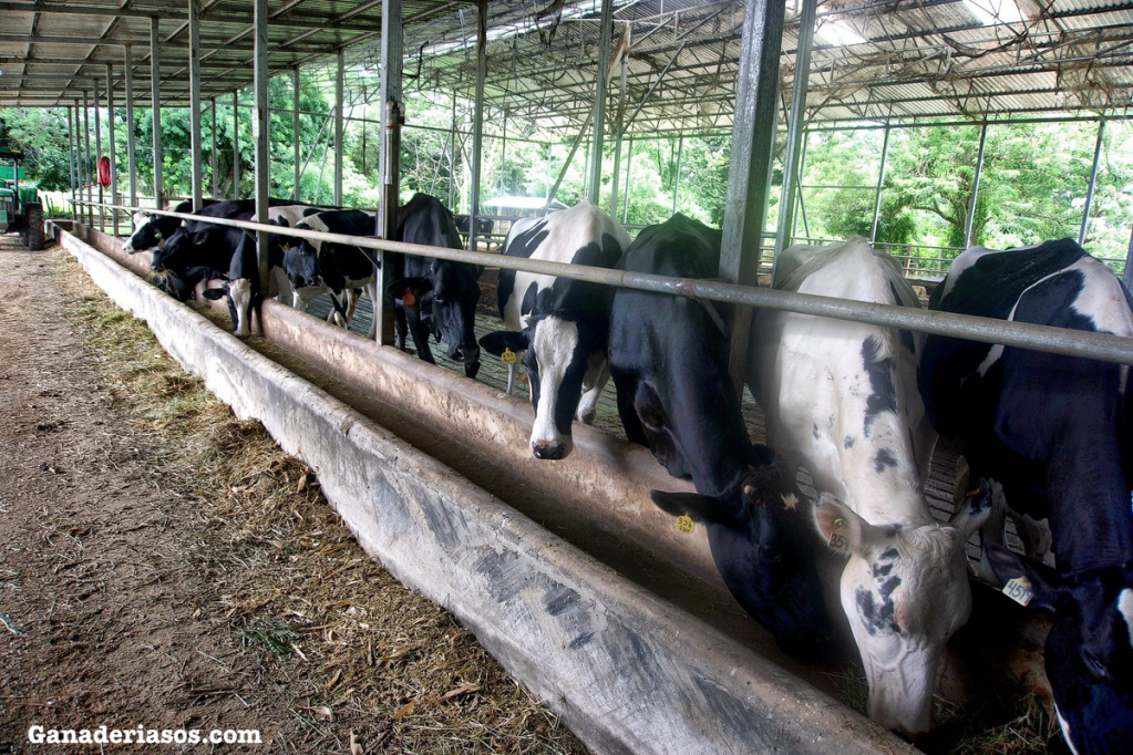 SALUD MAMARIA: APROVECHANDO EL PODER DE LOS POSTBIÓTICOS (PARTE&nbsp;2)