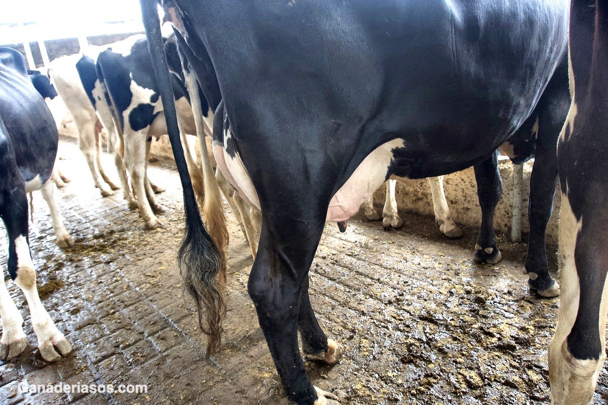 ESTRATEGIAS DE MANEJO EN GANADO LECHERO PARA MEJORAR LA CALIDAD DE LECHE: SÓLIDOS