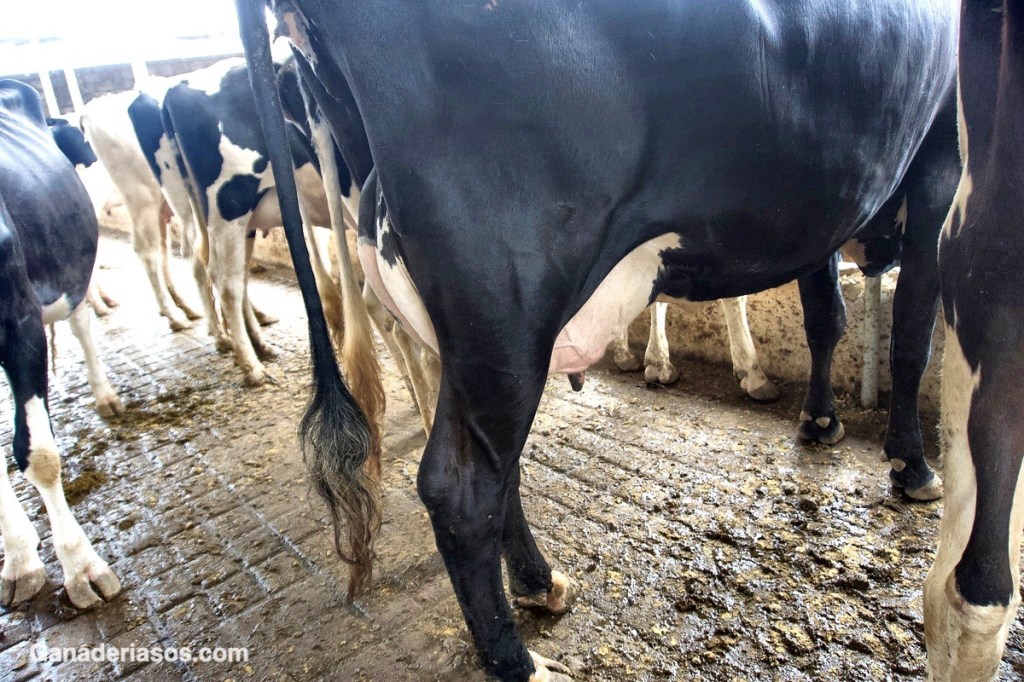 ESTRATEGIAS DE MANEJO EN GANADO LECHERO PARA MEJORAR LA CALIDAD DE LECHE:&nbsp;SÓLIDOS