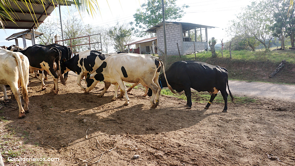 CLAVES SOBRE LA MÁQUINA DE ORDEÑO Y SU&nbsp;MANTENIMIENTO