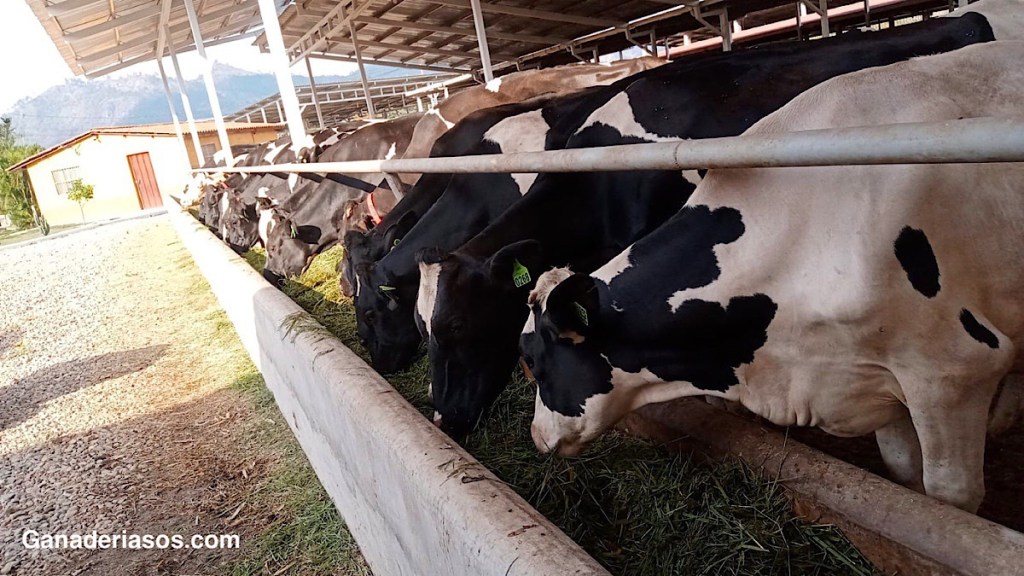 ¿CUÁLES SON LAS CLAVES PARA EL CORRECTO USO DEL SEMEN&nbsp;SEXADO?