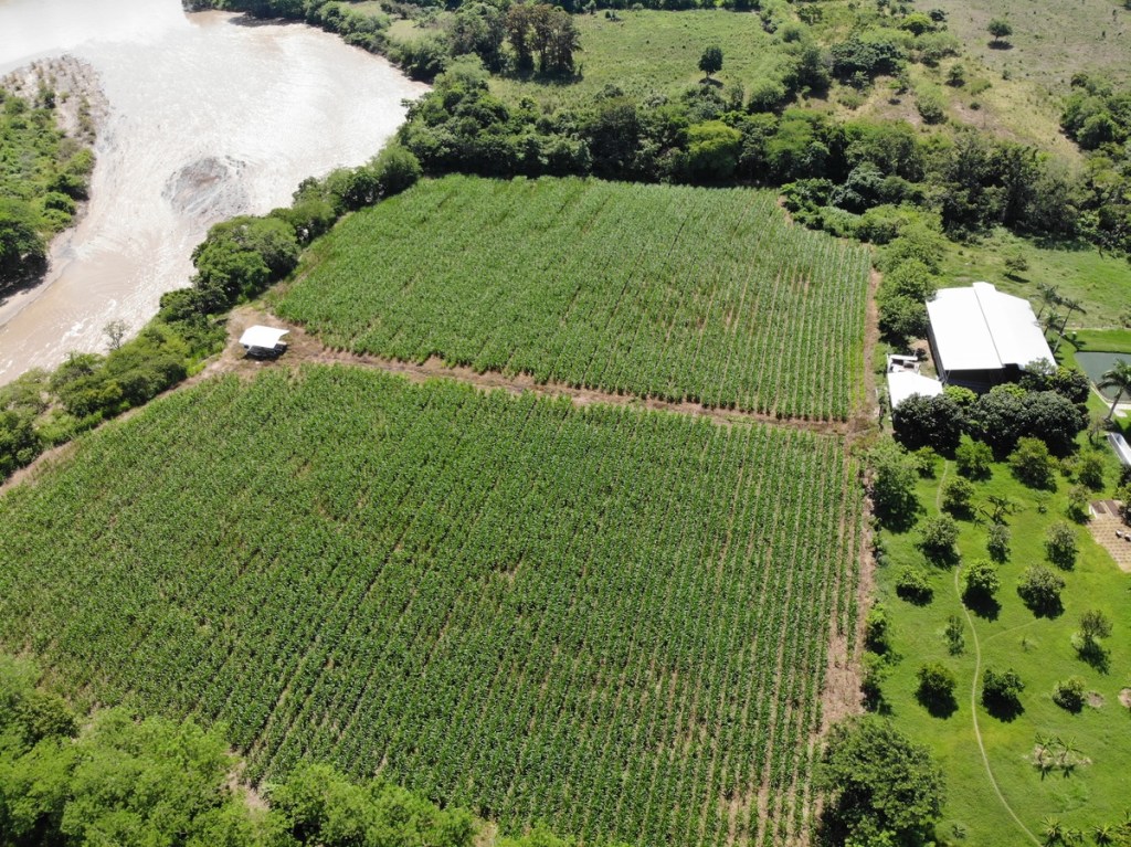 USO DE INOCULANTES EN SILAJES DE MAÍZ: ¿CUÁLES SON LAS&nbsp;VENTAJAS?