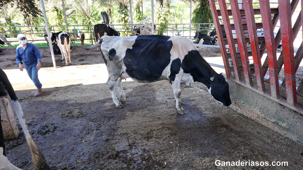 ¿DEBERÍAN LOS VETERINARIOS Y LOS GANADEROS USAR MÁS PROTOCOLOS DE&nbsp;SINCRONIZACIÓN?