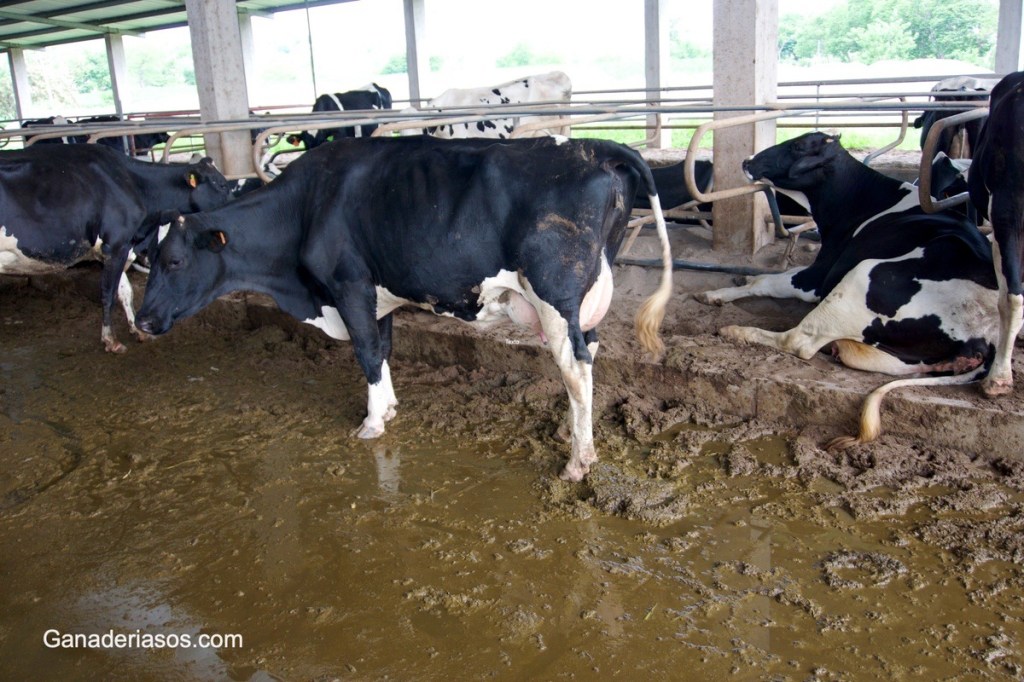 BÚSQUEDA CONTINUA DE LA EFICIENCIA EN LA&nbsp;PRODUCCIÓN